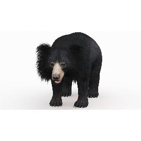 Sloth Bear 3D model